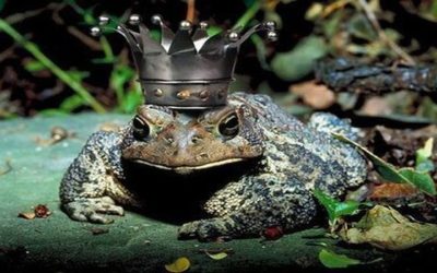 Le roi-crapaud