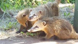 coatis groupe de trois coatis aux chutes d'Iguazu