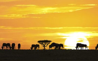 L’aventure africaine – La traversée du des airs