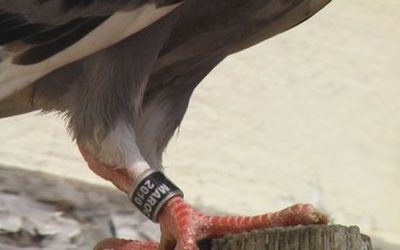 Pourquoi les pigeons ont-ils des bagues ?