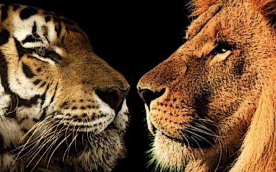 Tigre vs Lion