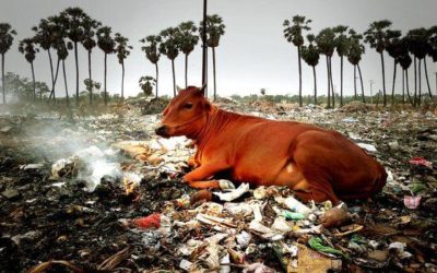 Les vaches de Delhi